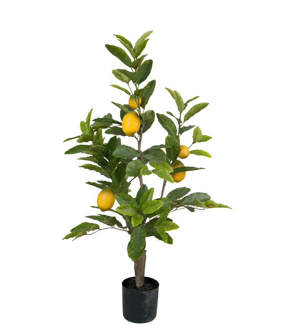 Citronträd 90cm