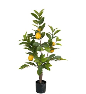 Citronträd 90cm