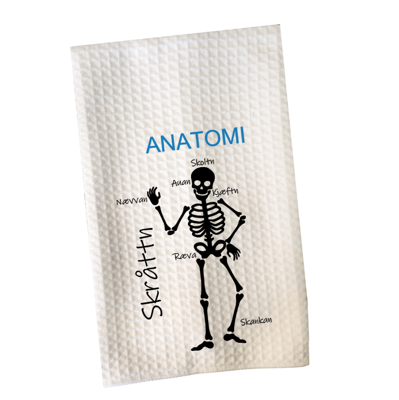 Anatomi
