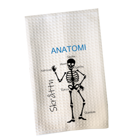 Anatomi