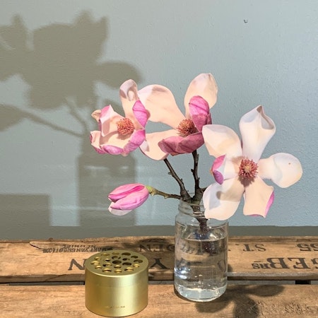 HANATABA - Champagne Guld