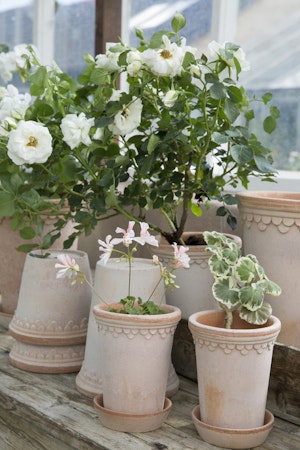 Bergs Potter - Copenhagen - Raw Rosa