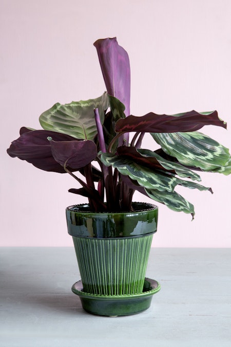 Bergs Potter - Simona - Green Glazed