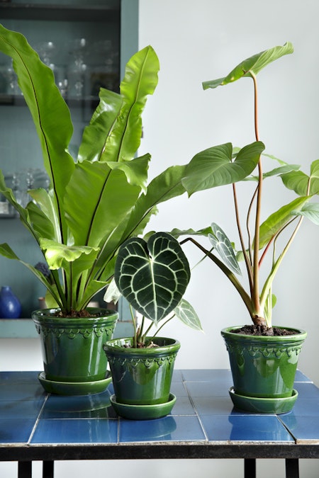 Bergs Potter -  Copenhagen - Green Glazed