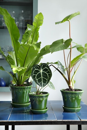 Bergs Potter -  Copenhagen - Green Glazed