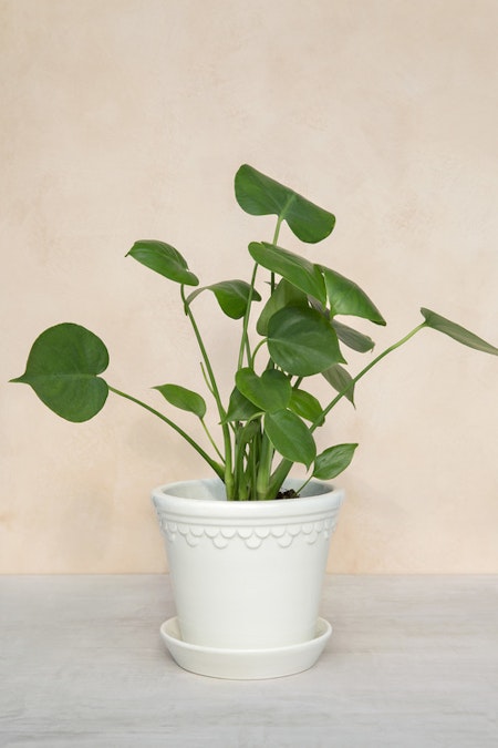 Bergs Potter - Copenhagen - White Glazed