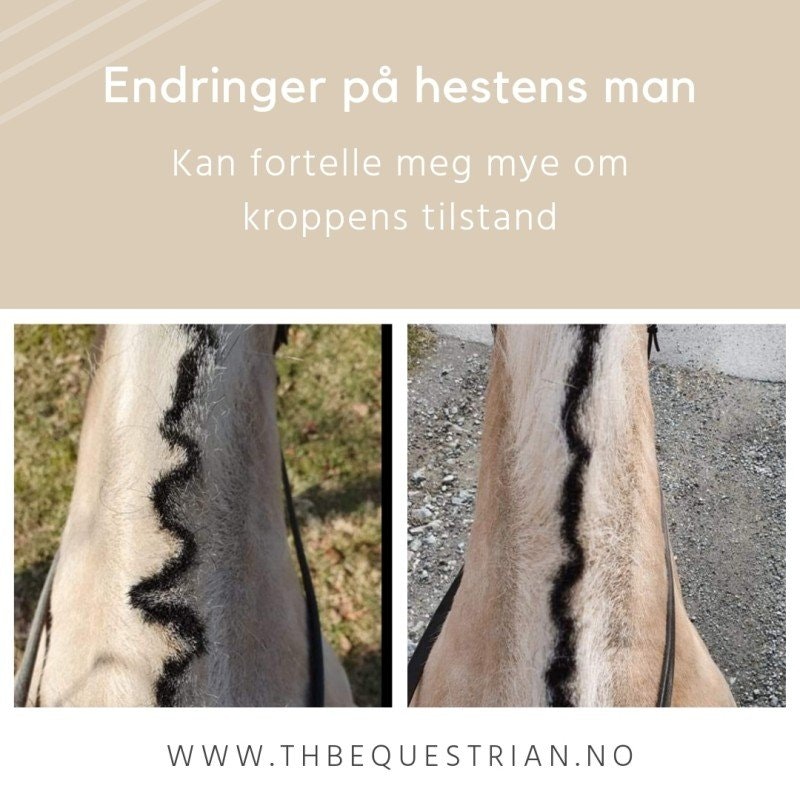 Når hestens man plutselig endrer seg