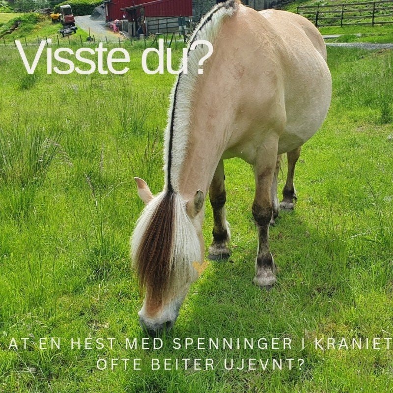Hestens beitemønster