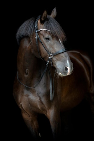 CATAGO Gentle hakereim nedre (kinnreim), sort