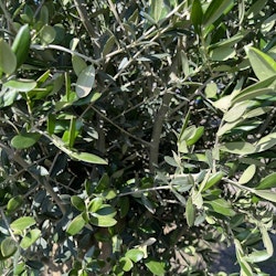 Kraftiga olivträd 210cm