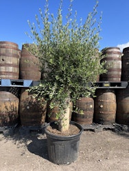 Kraftiga olivträd 210cm