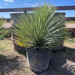 Yucca Rostrata 110cm