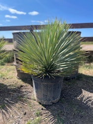 Yucca Rostrata 110cm