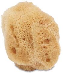 Natursvamp stor-10+cm