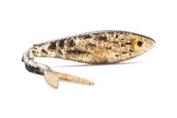 Gator DeadBait Glitter Burbot 27cm 1-pack