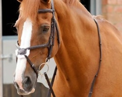 Premier Equine Glorioso Grackle Bridle