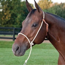 Nylon training halter