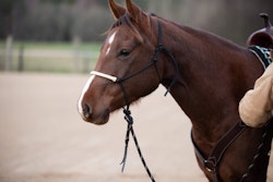 All That Riding Halter With Reins - Looping Hackamore