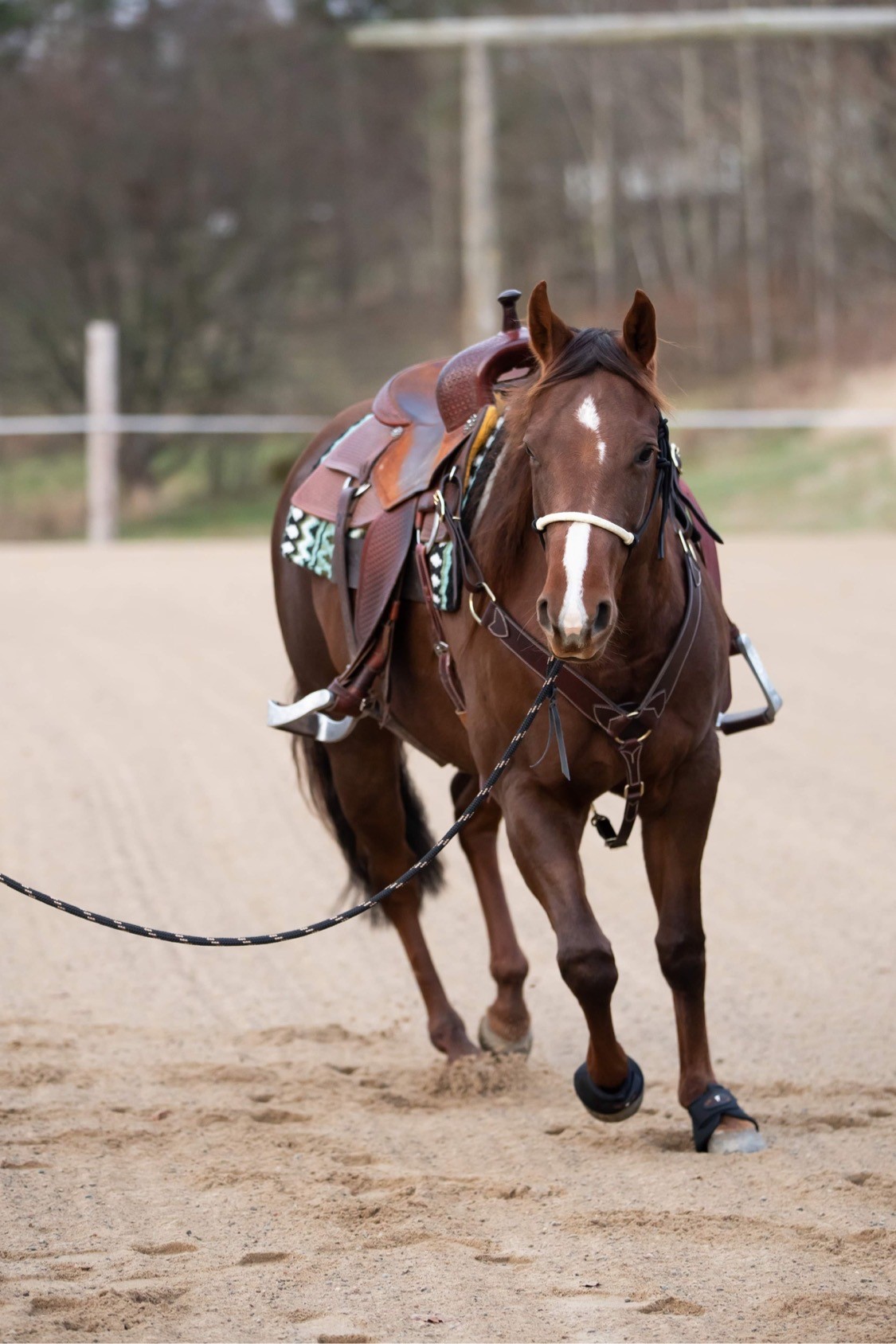 All That Riding Halter With Reins - Looping Hackamore