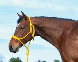 Cashel Flat Braid Halter with a wide nose and 9ft lead