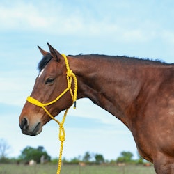 Cashel Flat Braid Halter with a wide nose and 9ft lead