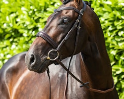 Premier Equine Verdura Anatomic Snaffle Bridle