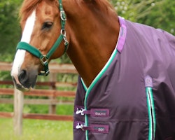 Premier Equine Buster 200g Turnout Rug with Snug-Fit Neck Cover Purple B