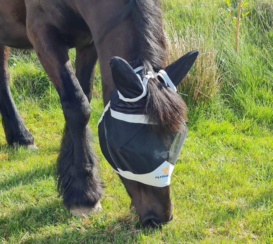 Shires Flyguard med öron och pannluggshål