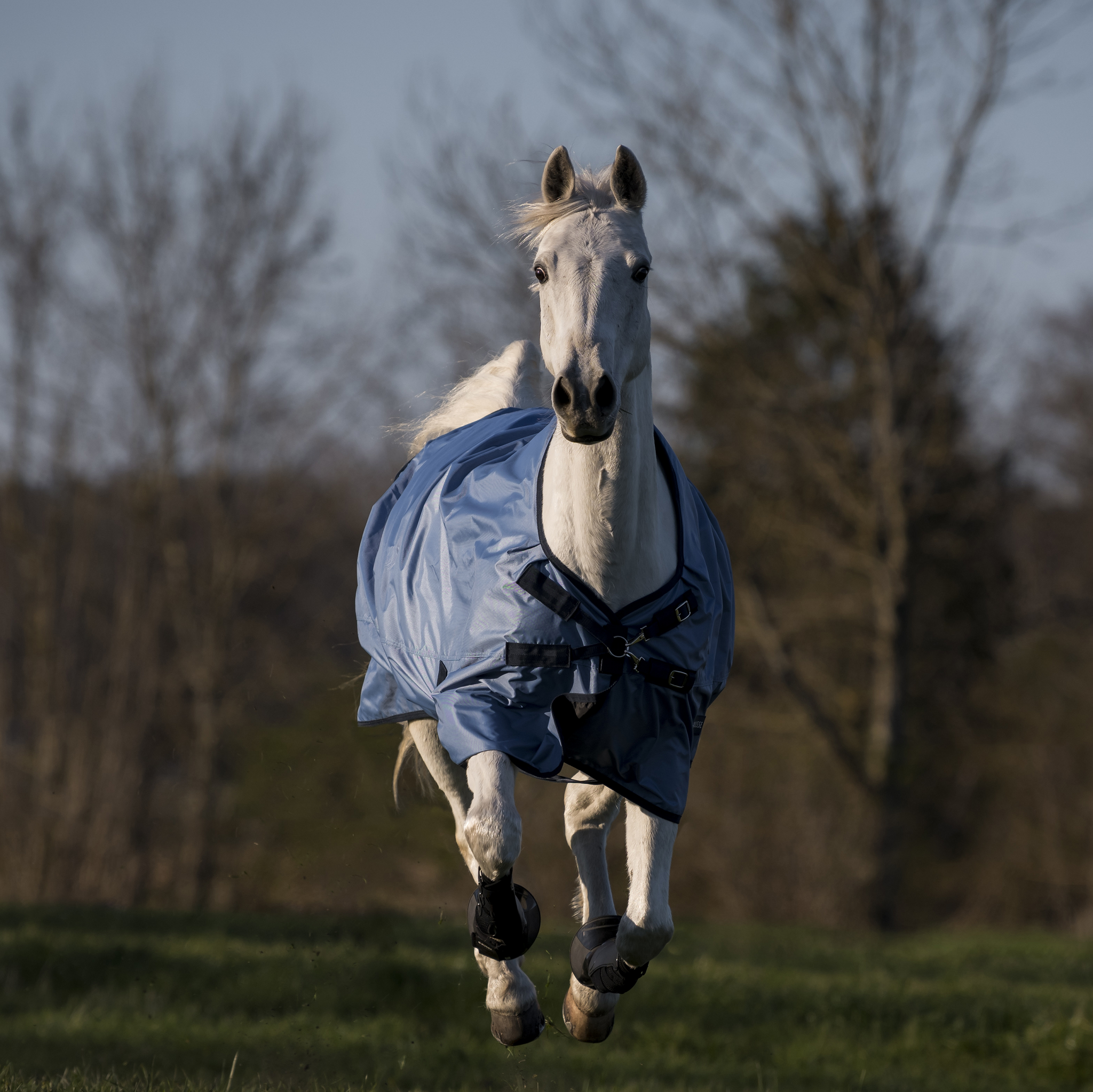 Busse Turnout Rug Windchill 50