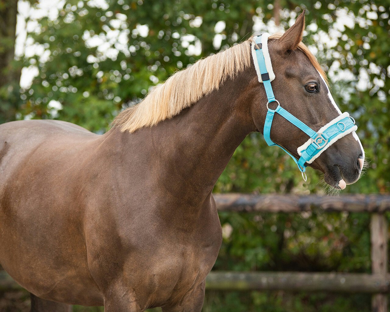 QHP Kapson Skyblue