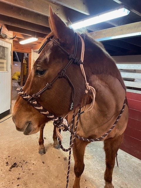 All That Soft Hackamore