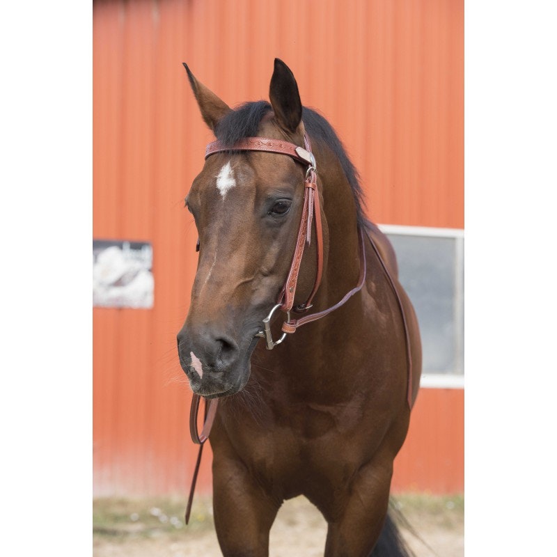 Randol´s Two Tone Bridle