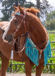 Schulz Equine Bonanza Set med Huvudlag Och Brösta