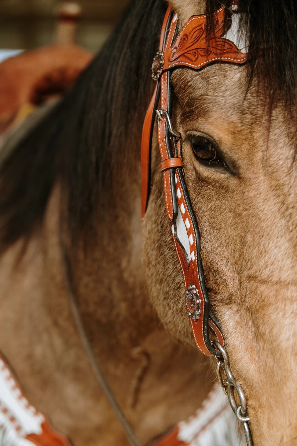 Schulz Equine Ponderosa Set med Huvudlag Och Brösta
