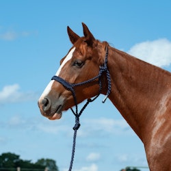 Cashel Company Flat Braid Halter with Leadrope Navy