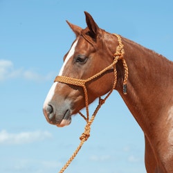 Cashel Company Flat Braid Halter with Leadrope Copper