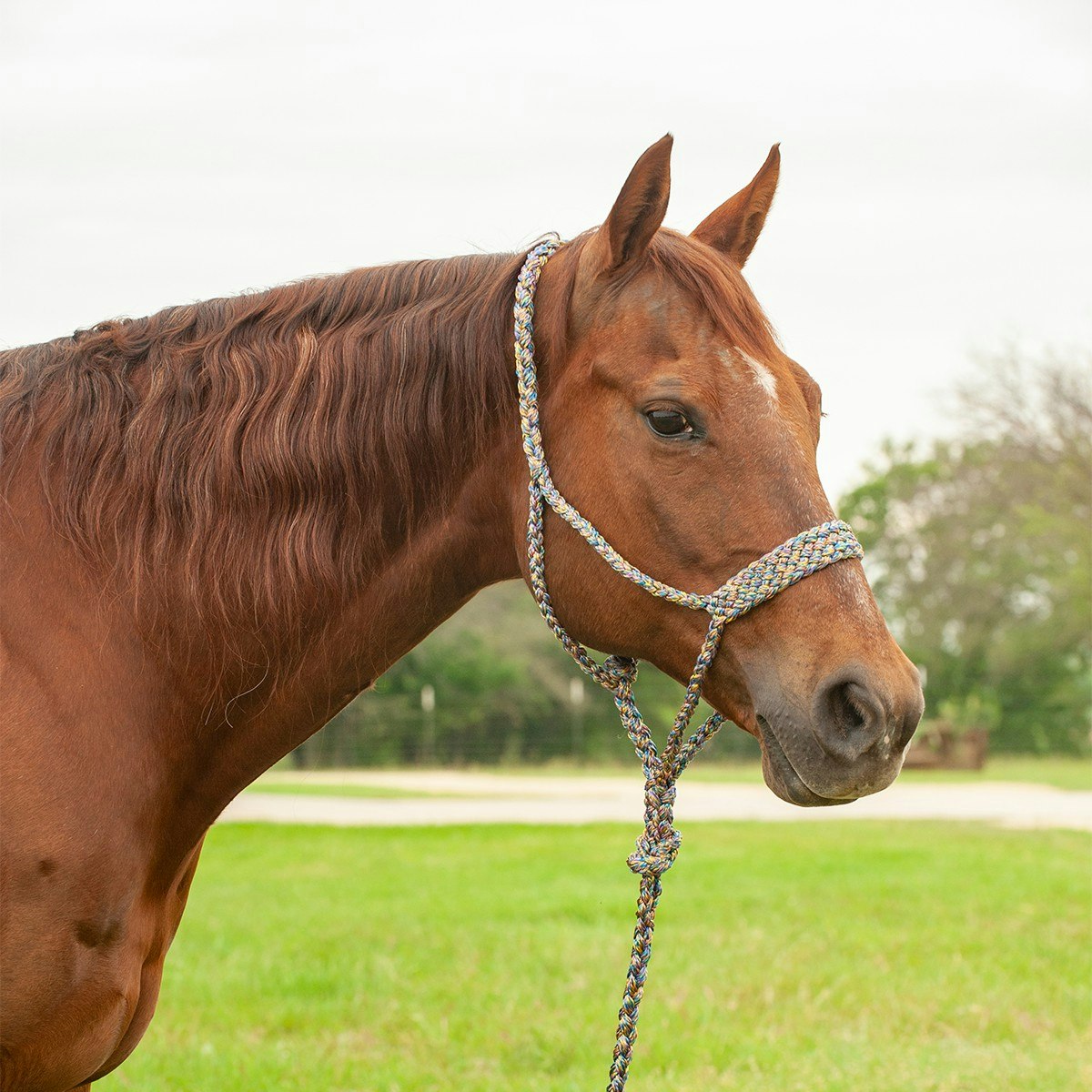 Cashel Company Flat Braid Halter with Leadrope Mardi Gras