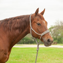 Cashel Company Flat Braid Halter with Leadrope Mardi Gras