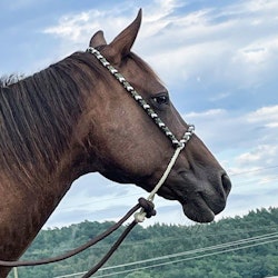 All That Looping Hackamore