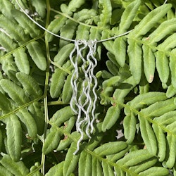 HALSBAND VATTENFALL