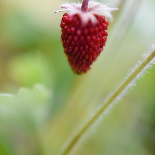 Sommer bilder