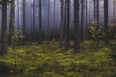 Dimma och skog