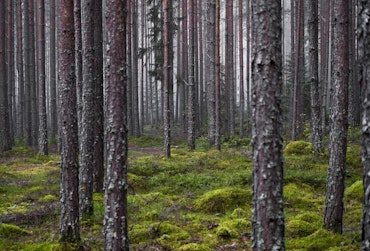 Skog