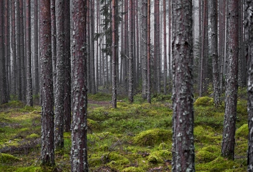 Skog