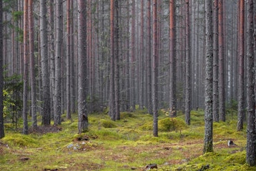 Skogen