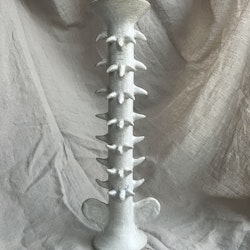 Backbone Large