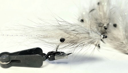 White Ghost Shrimp