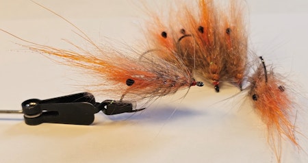 Orange and salmon ghost shrimp