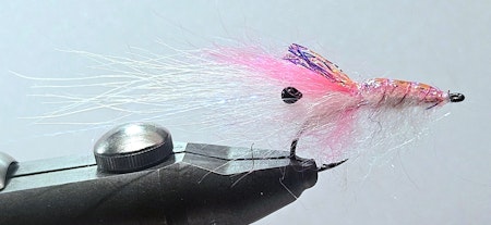 Pink dot shrimp