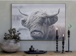 Highland Cattle tavla